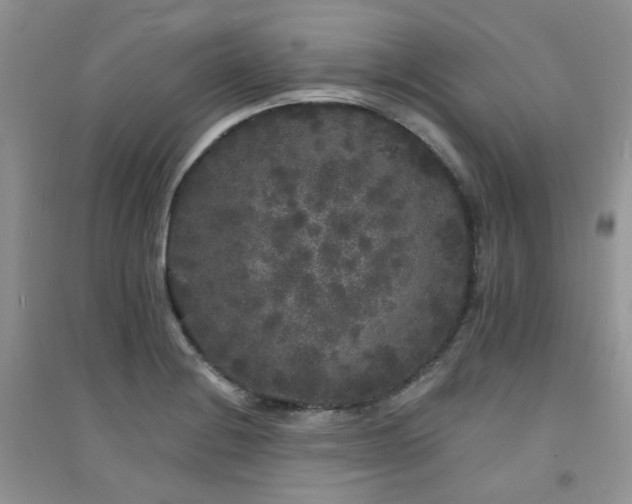 X0000094961228200711291433