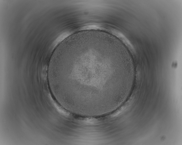 X0000094961233200711291433