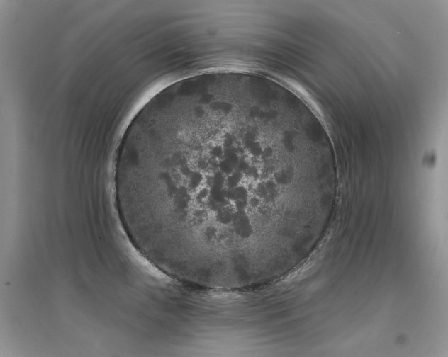 X0000094961243200711291433