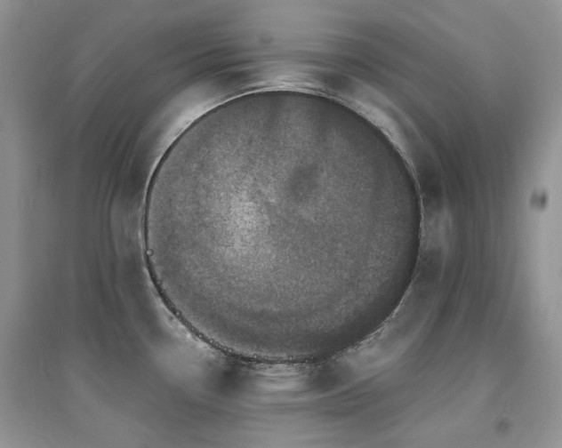X0000094961338200711291431