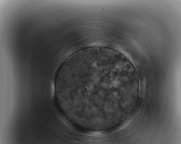 X0000094960061200712061320