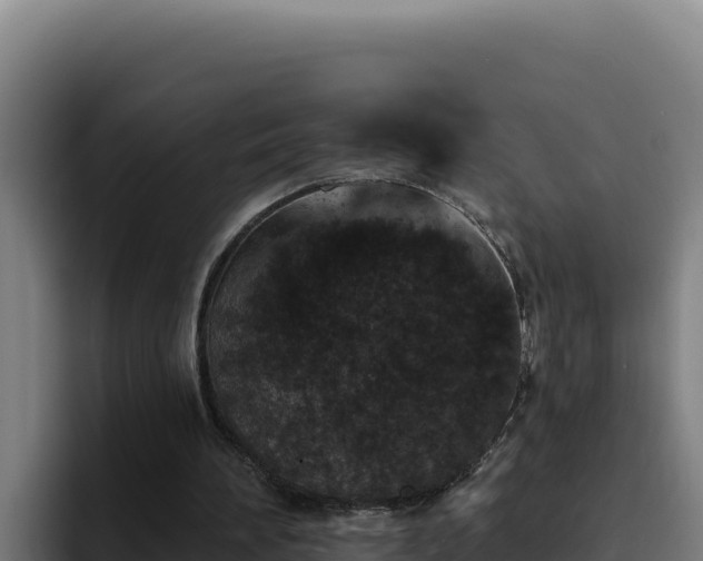 X0000094960196200712061318