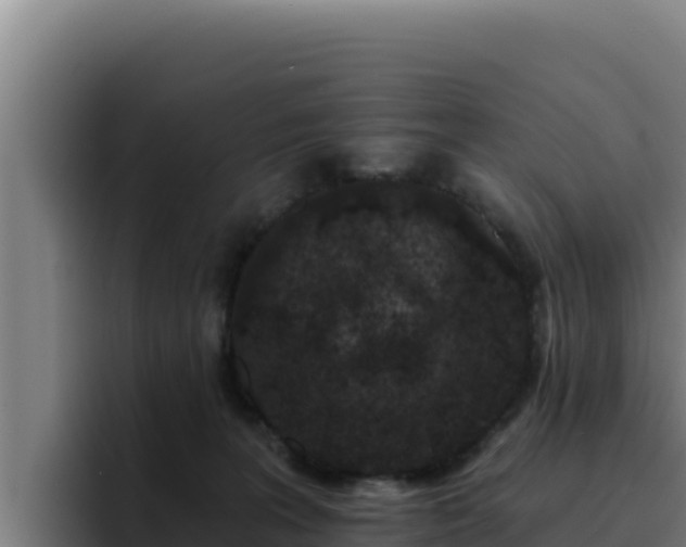 X0000094960227200712061318