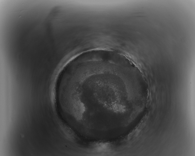 X0000094960247200712061317