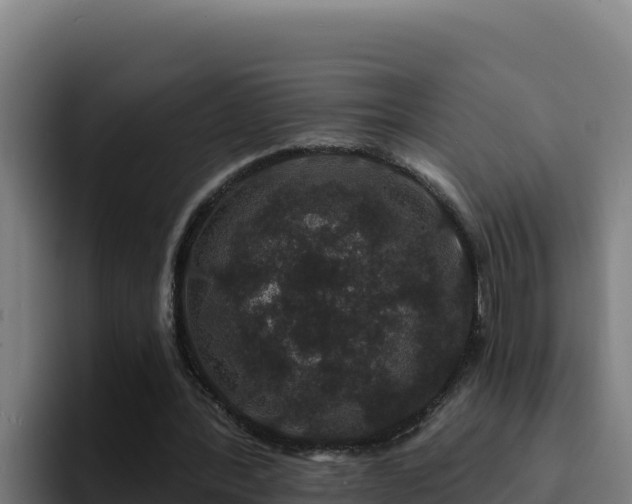 X0000094960388200712061316