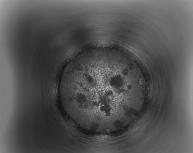 X0000094960695200712061312