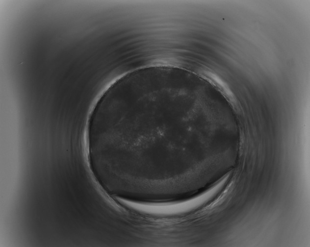 X0000094960796200712061310