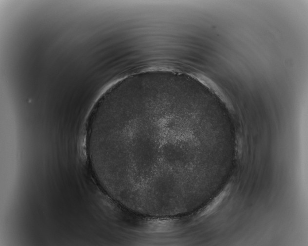 X0000094960830200712061310