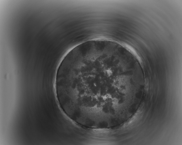 X0000094960863200712061310