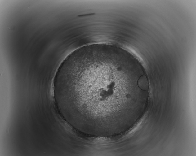 X0000094960883200712061309