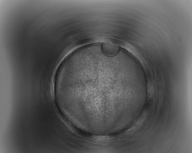 X0000094960886200712061309