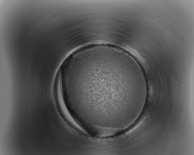 X0000094960934200712061309