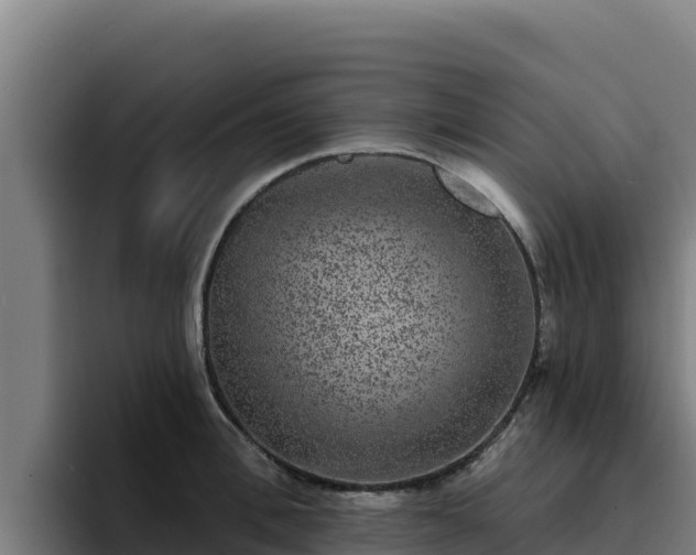 X0000094960996200712061308