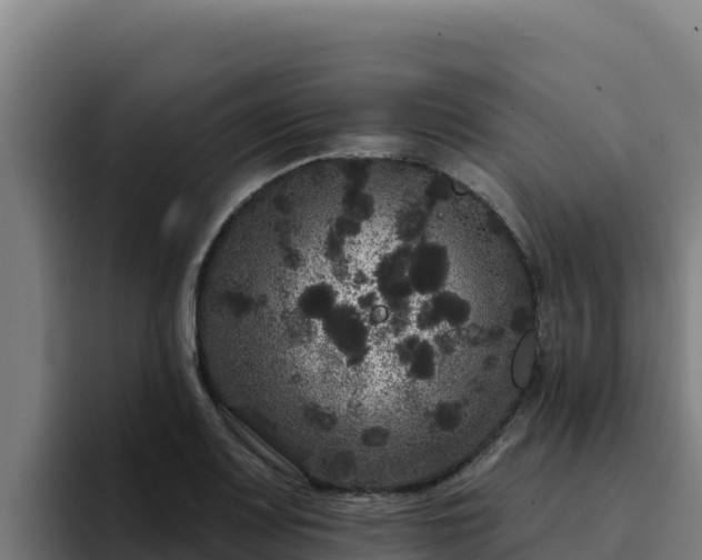 X0000094961083200712061307