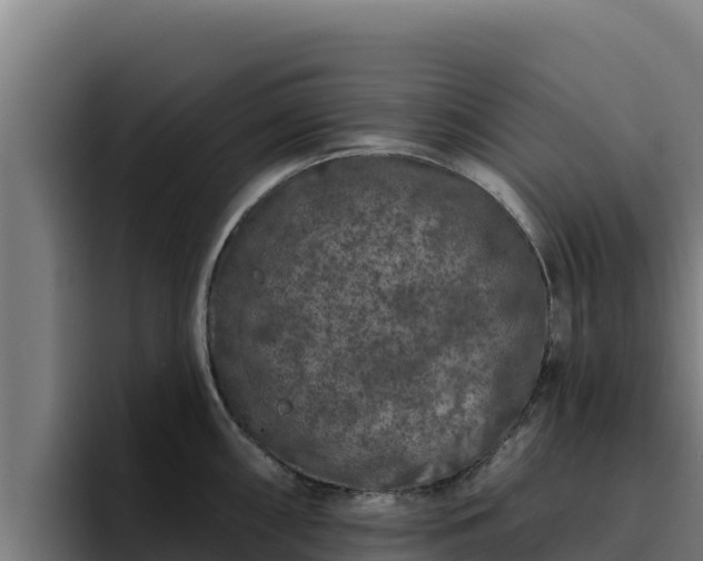 X0000094961098200712061306