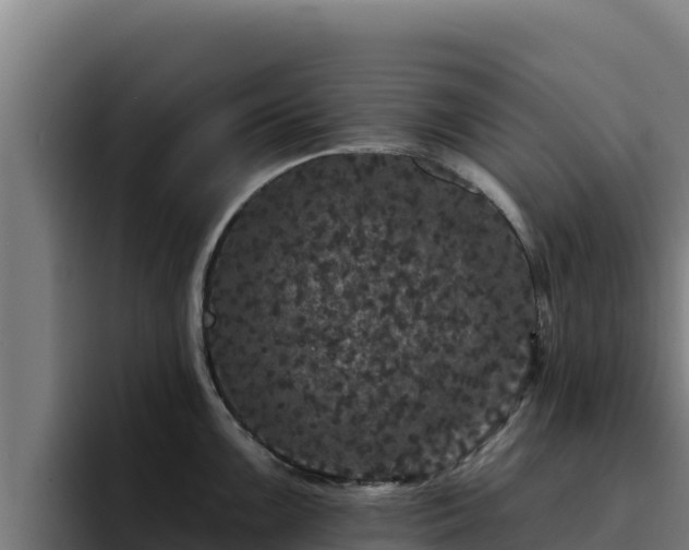 X0000094961099200712061306