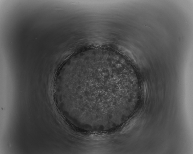 X0000094961105200712061306