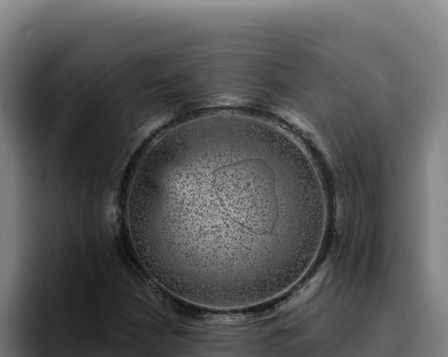 X0000094961210200712061305