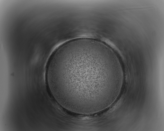 X0000094961222200712061305