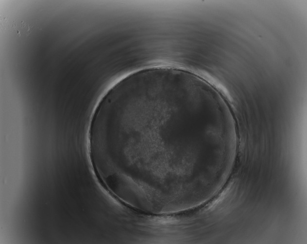 X0000094961239200712061305