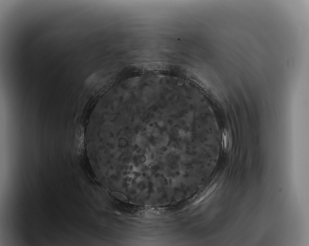 X0000094961251200712061304