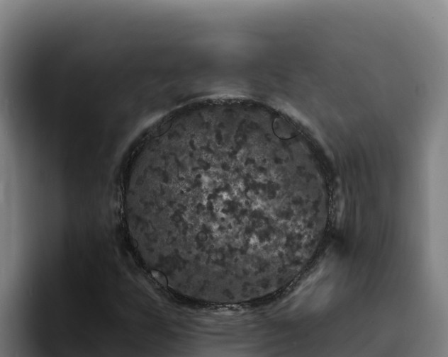 X0000094961255200712061304