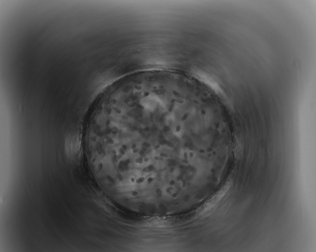 X0000094961259200712061304