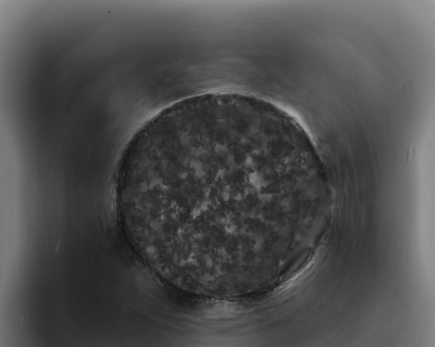 X0000094961263200712061304