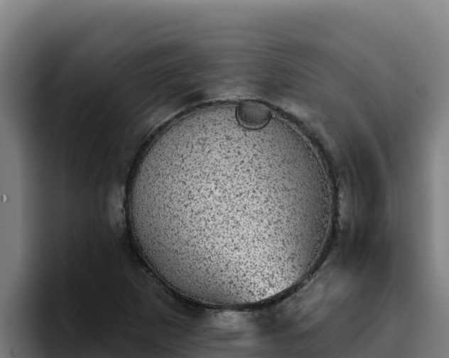 X0000094961265200712061304