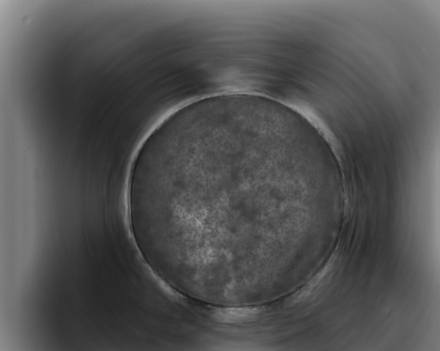 X0000094961294200712061304