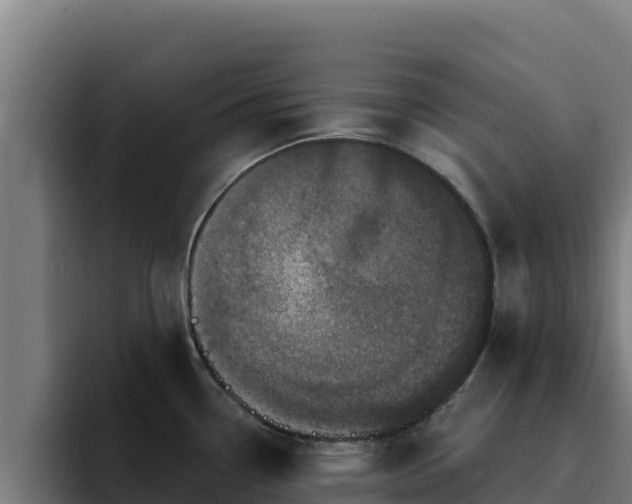 X0000094961338200712061304