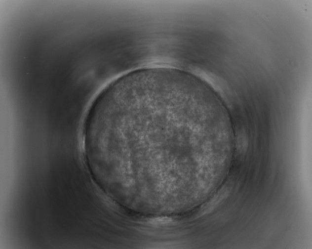 X0000094961462200712061302