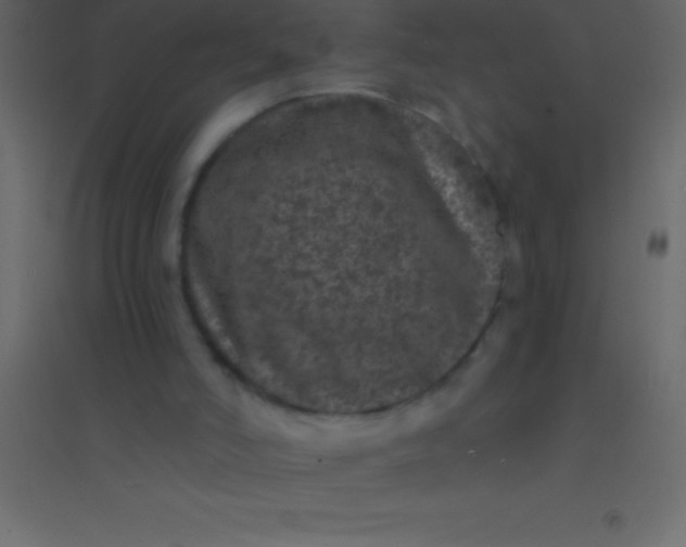 X0000094960006200712131655