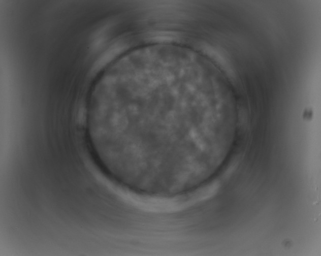 X0000094960016200712131655