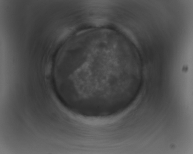 X0000094960018200712131655