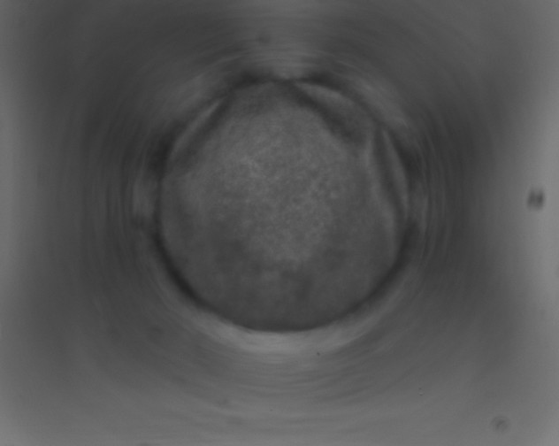 X0000094960030200712131655