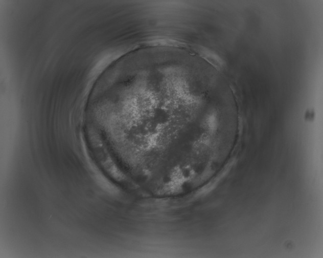 X0000094960049200712131654