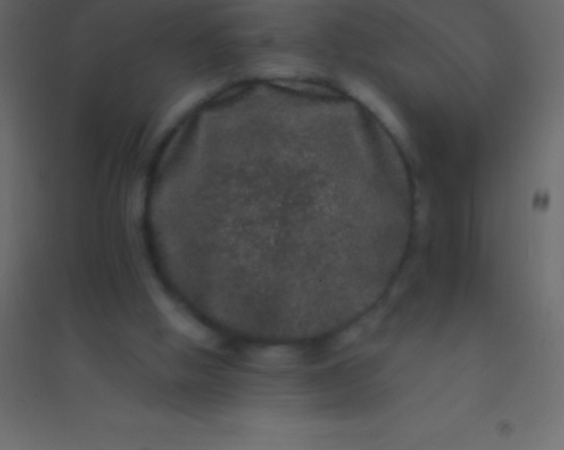 X0000094960058200712131654