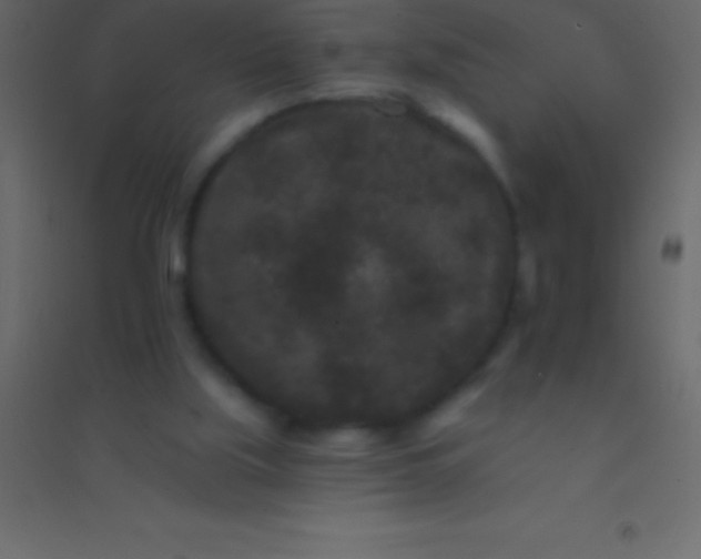 X0000094960059200712131654