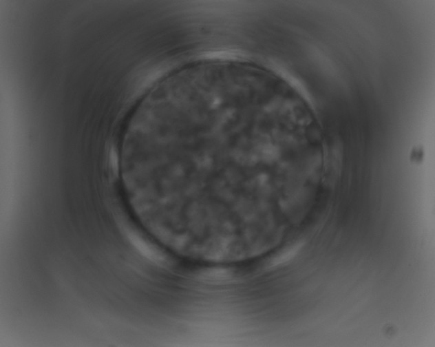 X0000094960061200712131654