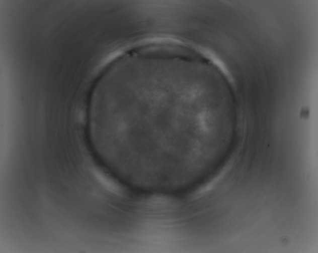 X0000094960063200712131654