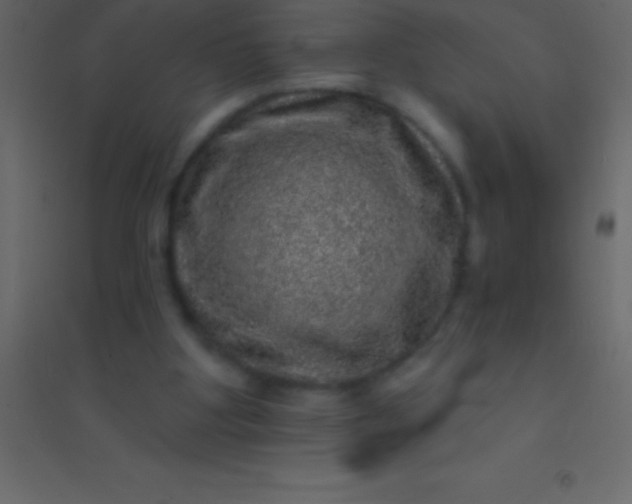 X0000094960107200712131654