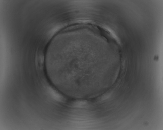 X0000094960110200712131654