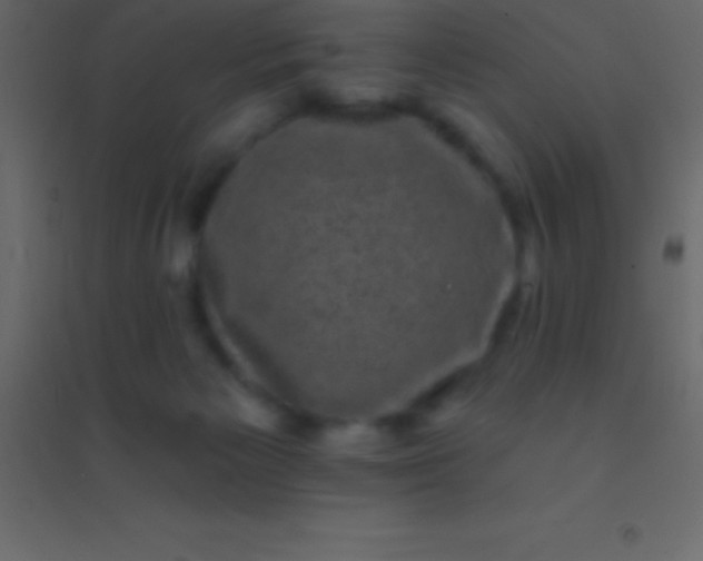 X0000094960125200712131654