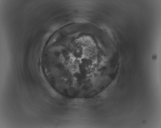 X0000094960145200712131653