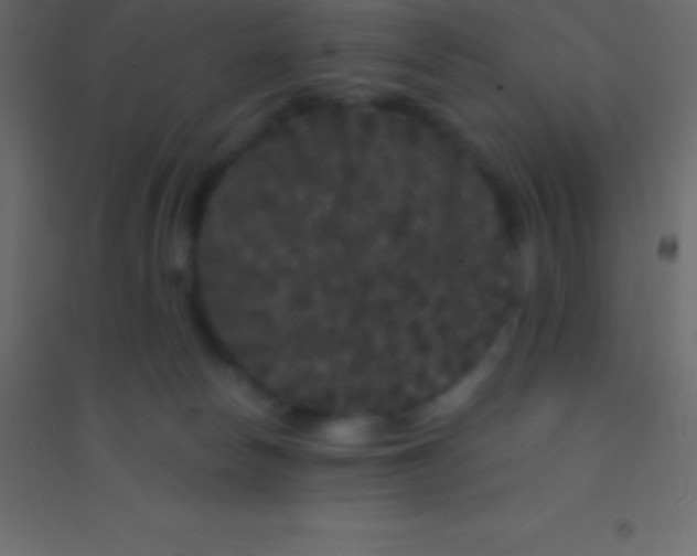 X0000094960178200712131653