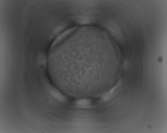 X0000094960179200712131653