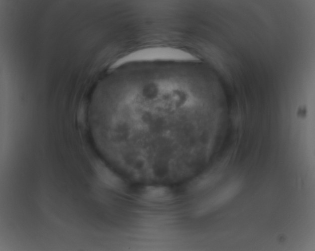 X0000094960185200712131653