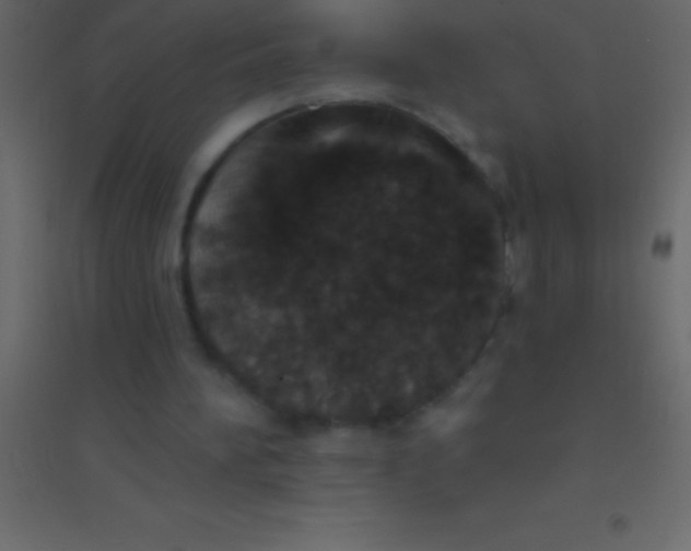 X0000094960196200712131653