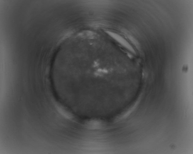 X0000094960209200712131652